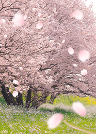 spring with flower petals from Japan