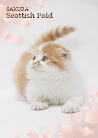 SAKURA Scottish fold