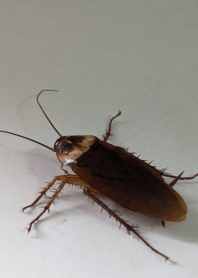 提升膽量-蟑螂 5Hh8W