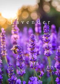 "Lavender vol.5" theme