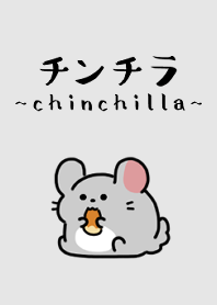 ชินชิลล่าสีเทาตัวน้อยน่ารัก