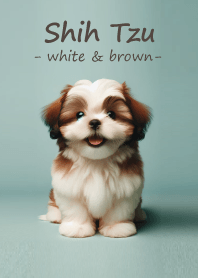 Shih Tzu [white & brown]