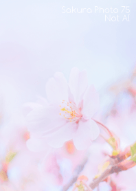 SakuraPhoto 75 Not AI