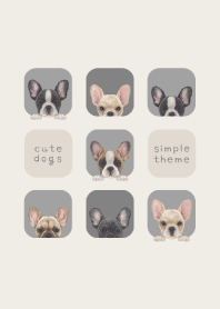 DOGS - French bulldog - ASH GRAY