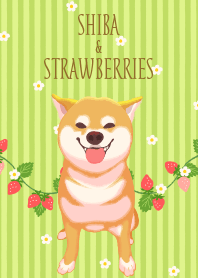 柴犬と苺