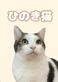 ひのき猫の着せ替え　豆大福バージョン