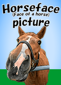 Horseface (Face of a horse) picture.-1-
