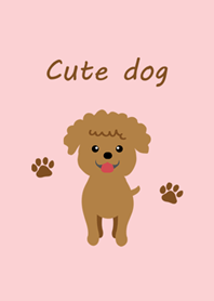 可愛的咖啡色貴賓犬