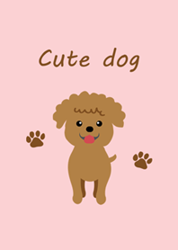 Cute brown poodle