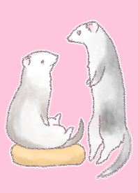 わんぱくフェレット