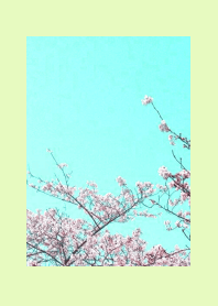 CHERRY BLOSSOMS & BLUE SKY/YELLOW GREEN