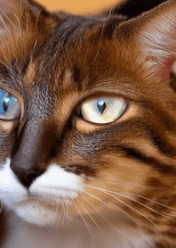 Nyanko Great Runaway #MYWX07.