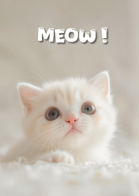 Meow Meow Cute Theme 66
