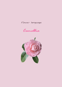 Flower Series-Beautiful Camellia
