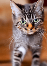 แมววิ่ง Wild #CACXR02