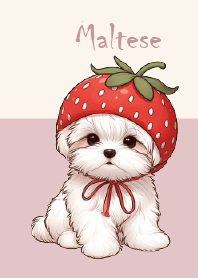 草莓馬爾濟斯小狗-托比
