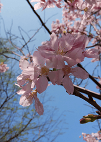 Sakura of spring2