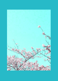 CHERRY BLOSSOMS & BLUE SKY/TURQUOISE