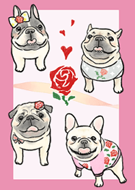 メチャカワ！フレブルとパグ♡