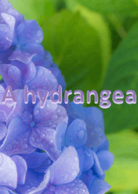 A hydrangea