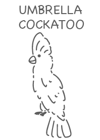 Umbrella cockatoo simple white