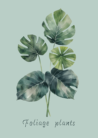 Elegant foliage plant(light mint)