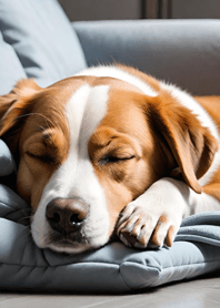 Bright Moon and Dawn 31c044