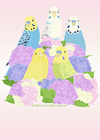 花與鳥 - 虎皮鸚鵡 (粉色特別版)