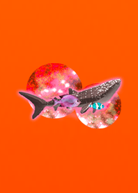 Aquarium fish orange