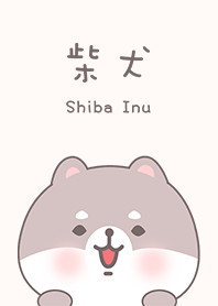 可愛寶貝白柴犬
