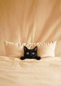 Fun playful cat  blanket-Black Cat1C