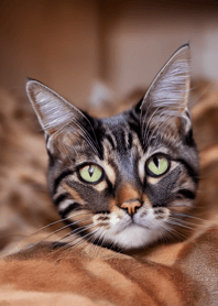 Cats run wild #DaAWaV118.