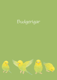Cute Budgerigar2 on green