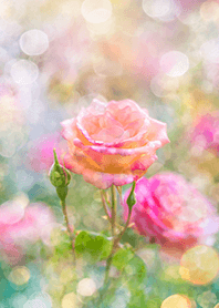 Beautiful rose flower(R1572)