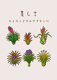 我養的空氣鳳梨開花期(米色)