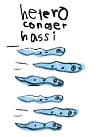 Heteroconger hassi001