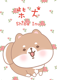 寶貝柴犬狗狗-玫瑰 紅2