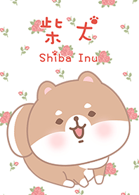 misty cat-Shiba Inu red rose 5
