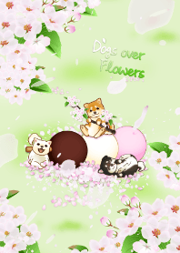 Dogs over Flowers11 ( cherry blossoms)