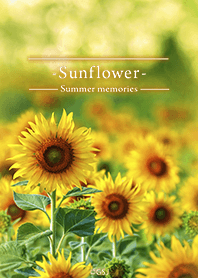 Summer memories Sunflower from Japan