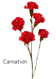 A lot of carnations