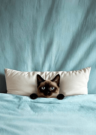 แมวที่ถูกคลุมด้วยผ้าห่ม3.2-แมวสยาม