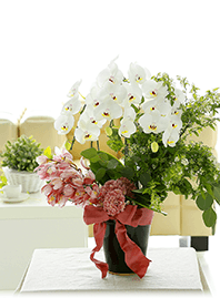 theme【flower】01