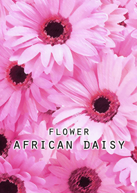 FLOWER AFRICAN DAISY[pink]