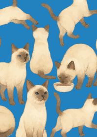 Siamese cat holiday05 on blue