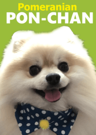 Pomeranian PON-CHAN