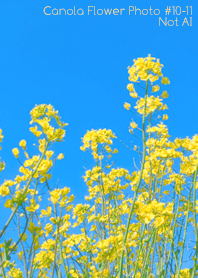 Canola Flower Photo#10-11Not AI