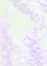 Flower Theme ver.Japan 33