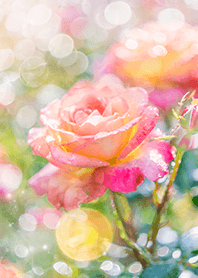 Beautiful rose flower(R2459)