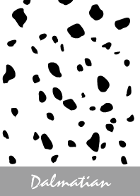 Dalmatian -Gray-